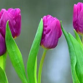 Negrita Tulip (Tulipa darwinii Negrita) Img 2
